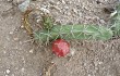 Preview photo Echinopsis pomanensis