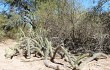 Vista previa de Echinopsis pomanensis