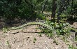 Anteprima di Echinopsis pomanensis