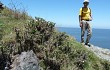 Anteprima di Opuntia aurantiaca