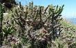 Anteprima di Opuntia aurantiaca