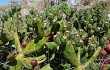 Anteprima di Opuntia aurantiaca