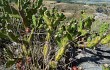 Anteprima di Opuntia aurantiaca