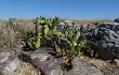 Anteprima di Opuntia aurantiaca