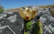 Anteprima di Opuntia aurantiaca