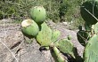 Vista previa de Opuntia megapotamica