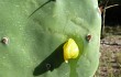 Preview photo Opuntia megapotamica