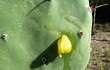 Anteprima di Opuntia megapotamica