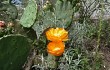 Preview photo Opuntia megapotamica