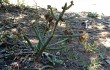 Preview photo Opuntia salmiana