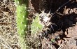 Anteprima di Brasiliopuntia schickendantzii