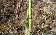 Preview photo Brasiliopuntia schickendantzii