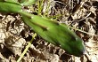 Anteprima di Opuntia stenarthra