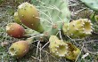 Anteprima di Opuntia sulphurea