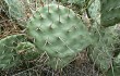 Anteprima di Opuntia sulphurea