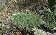 Anteprima di Opuntia sulphurea