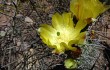 Anteprima di Opuntia sulphurea