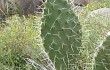 Anteprima di Opuntia sulphurea