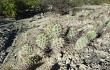 Anteprima di Opuntia sulphurea