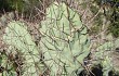 Anteprima di Opuntia sulphurea