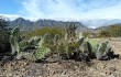 Anteprima di Opuntia sulphurea