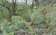 Anteprima di Opuntia sulphurea