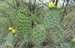 Anteprima di Opuntia sulphurea