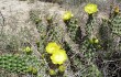 Anteprima di Opuntia sulphurea