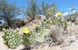 Anteprima di Opuntia sulphurea