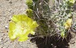 Anteprima di Opuntia sulphurea