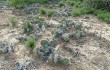 Anteprima di Opuntia sulphurea