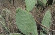 Anteprima di Opuntia sulphurea