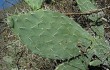 Anteprima di Opuntia sulphurea