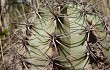 Anteprima di Echinopsis albispinosa