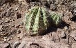 Anteprima di Echinopsis albispinosa