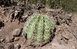 Vista previa de Echinopsis albispinosa