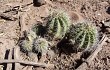 Anteprima di Echinopsis albispinosa