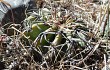 Anteprima di Echinopsis albispinosa