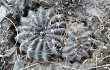 Preview photo Echinopsis ancistrophora