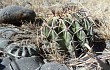 Anteprima di Echinopsis ancistrophora