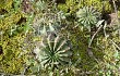 Anteprima di Echinopsis ancistrophora