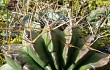 Preview photo Echinopsis ancistrophora