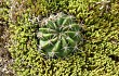 Anteprima di Echinopsis ancistrophora