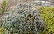 Anteprima di Echinopsis ancistrophora