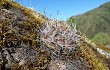 Anteprima di Echinopsis ancistrophora