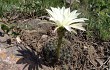 Preview photo Echinopsis ancistrophora