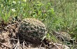 Anteprima di Echinopsis ancistrophora