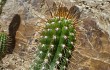 Anteprima di Echinopsis bridgesii