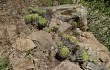 Anteprima di Echinopsis bridgesii