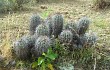 Anteprima di Echinopsis bridgesii